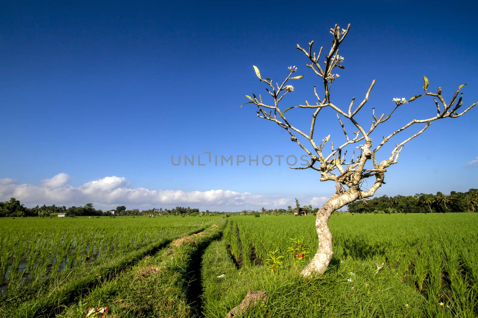 Rice Planting in Bali island, Indonesia.