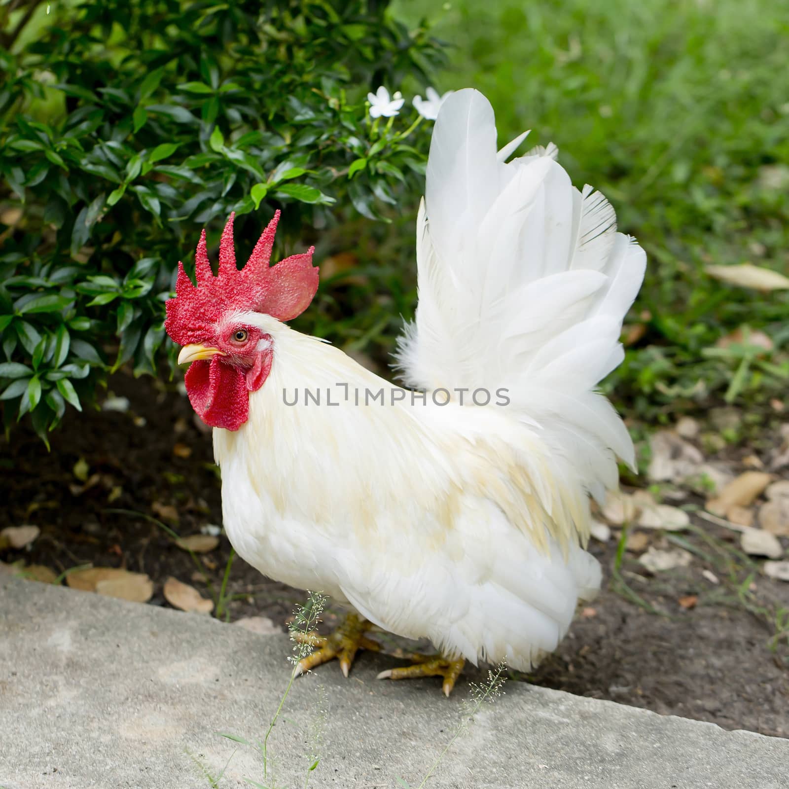 One white rooster by art9858