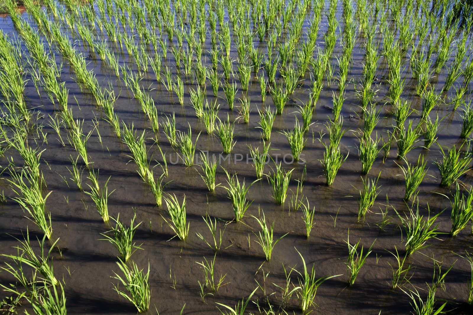 Rice Planting in Bali island, Indonesia.