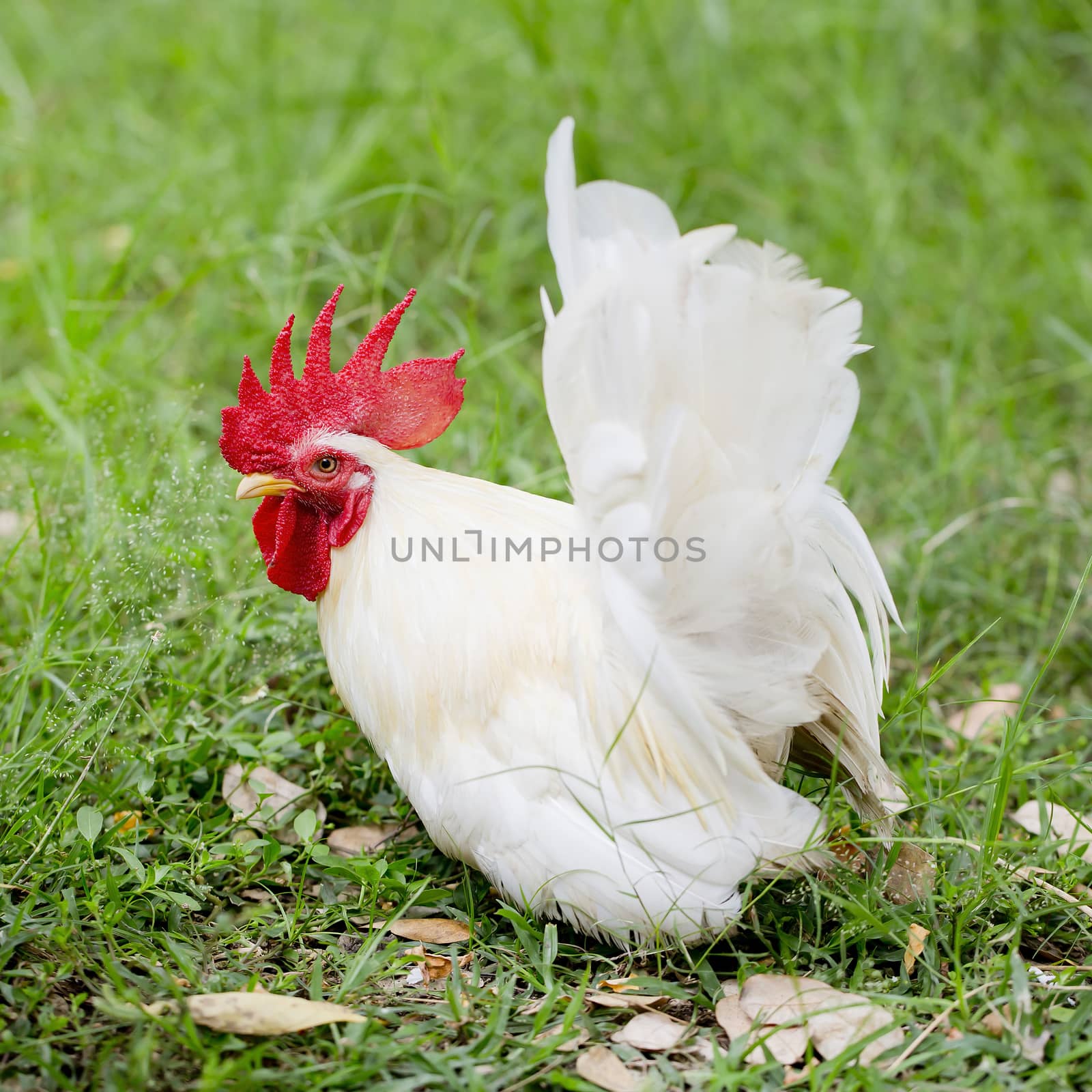 One white rooster by art9858