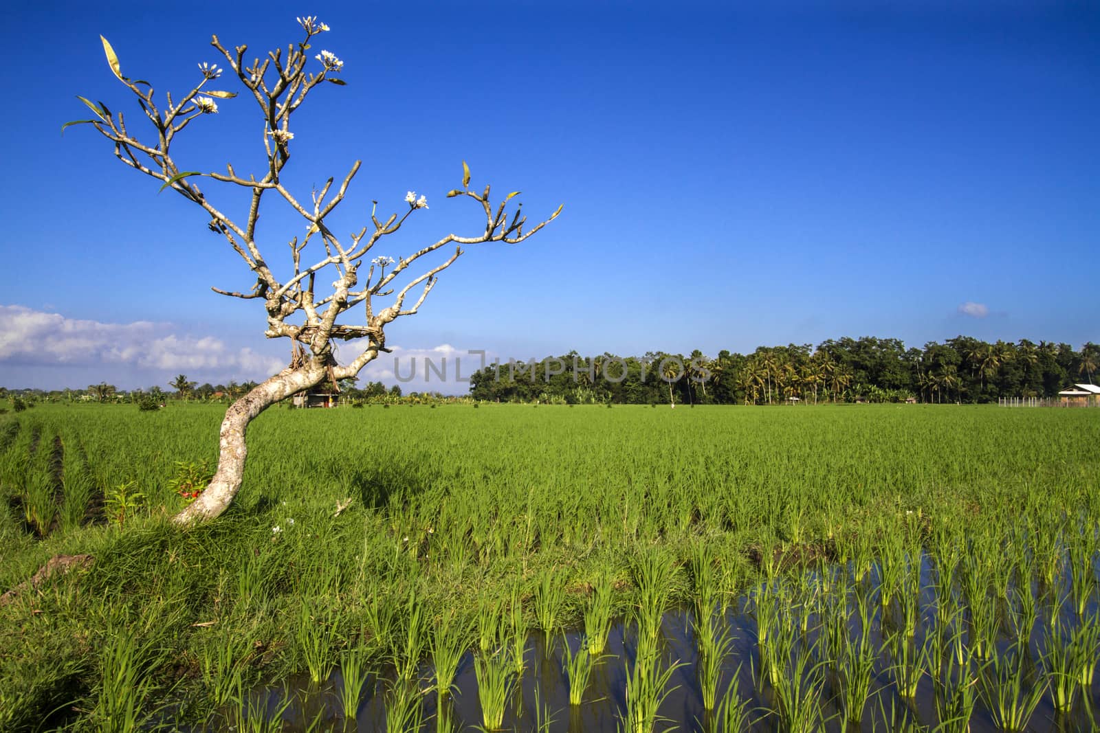 Rice Planting in Bali island, Indonesia.