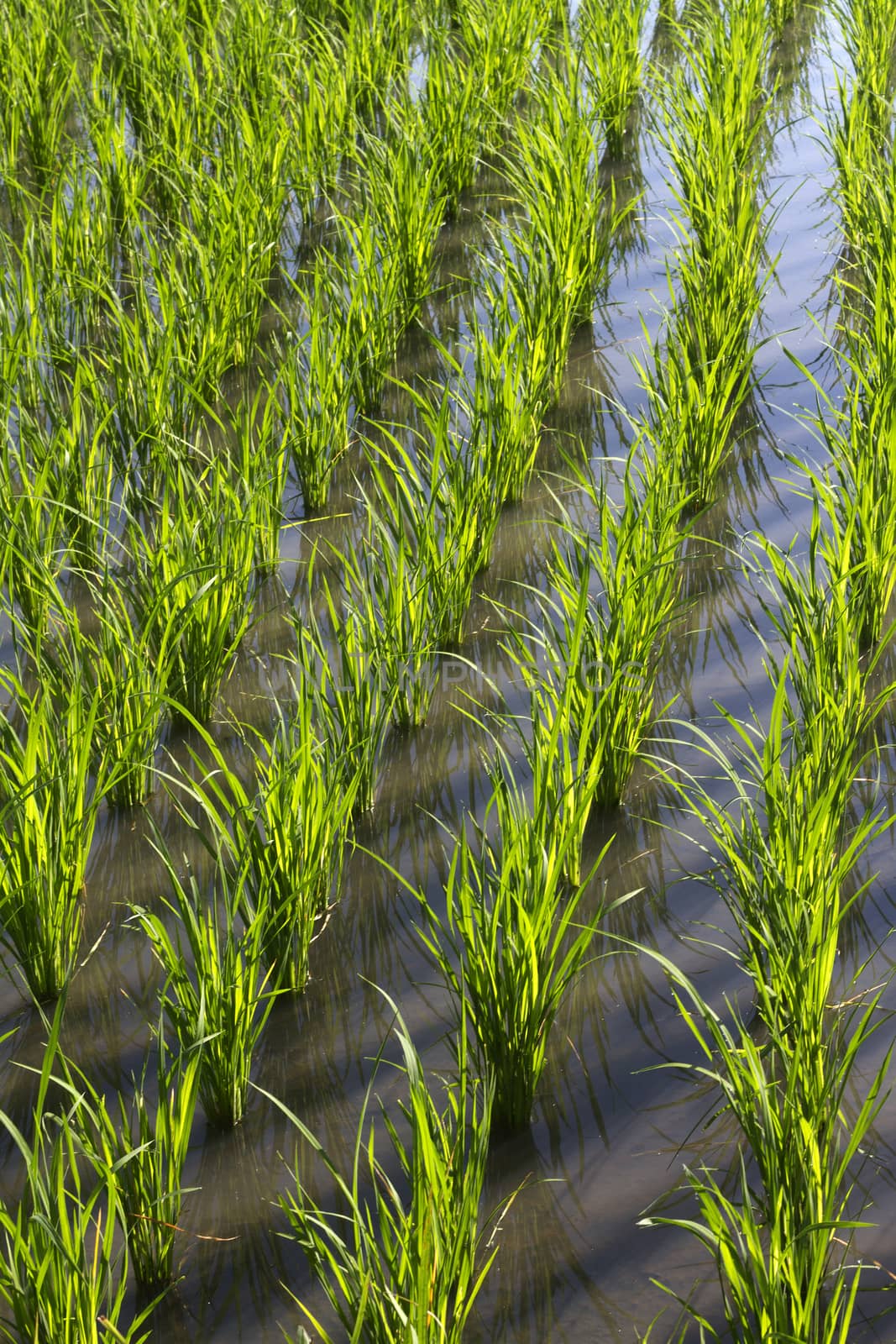 Rice Planting in Bali island, Indonesia.