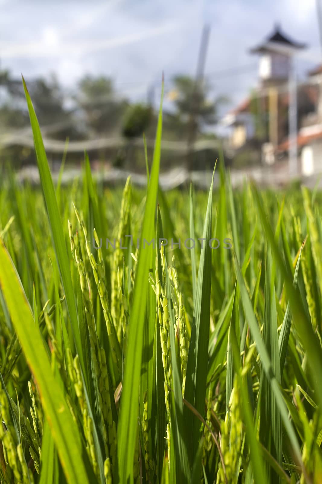 Rice Planting in Bali island, Indonesia.