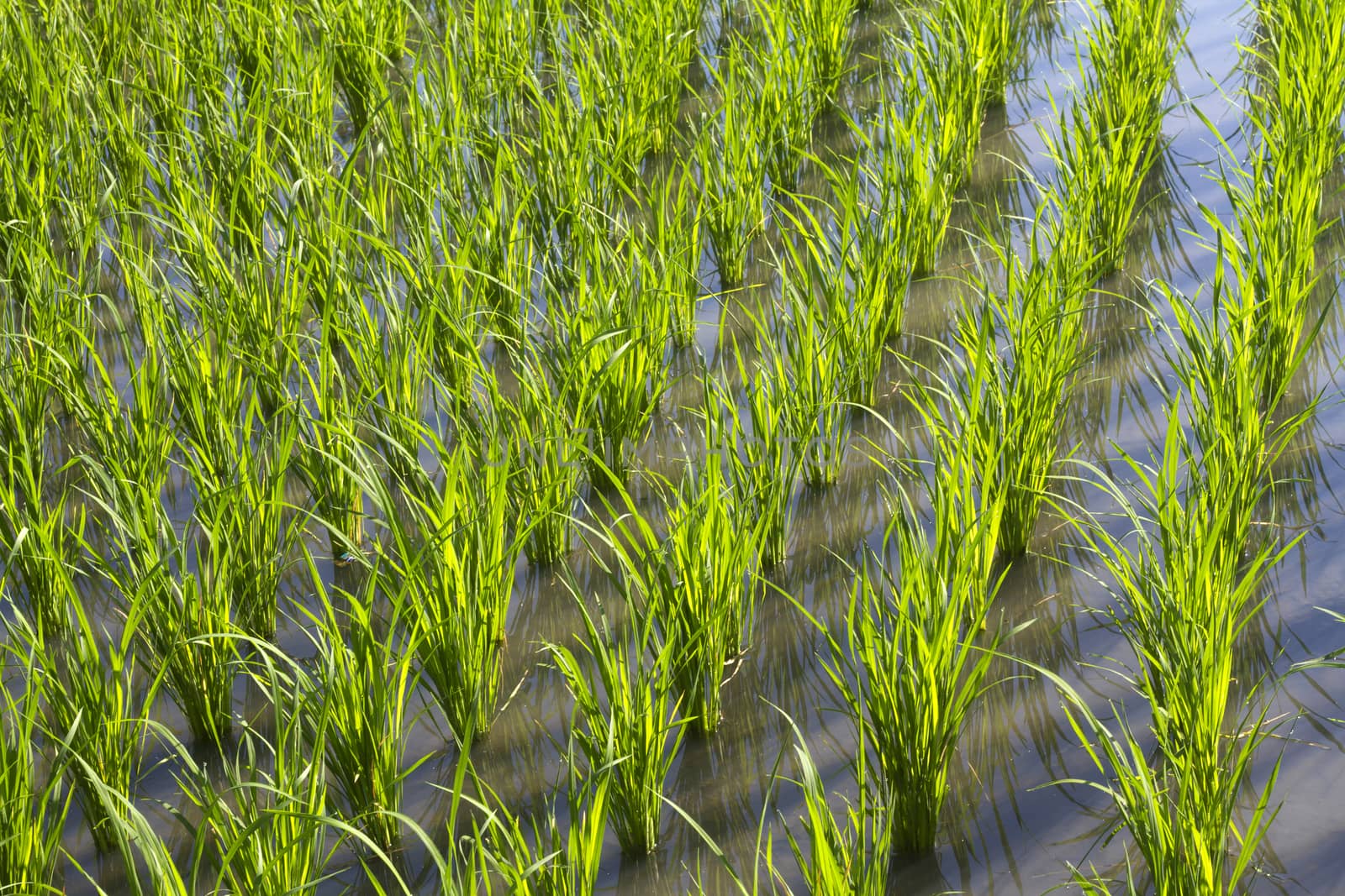 Rice Planting in Bali island, Indonesia.