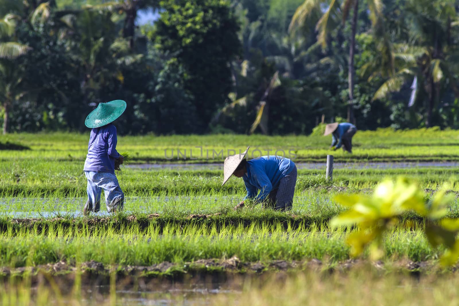Rice Planting in Bali island, Indonesia.