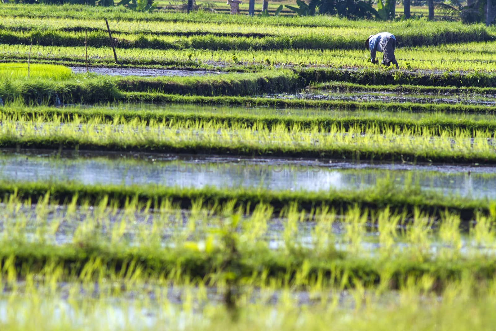 Rice Planting in Bali island, Indonesia.
