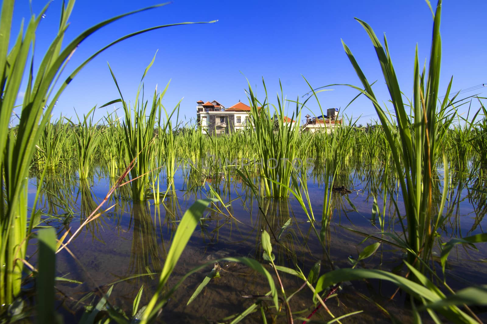 Rice Planting in Bali island, Indonesia.