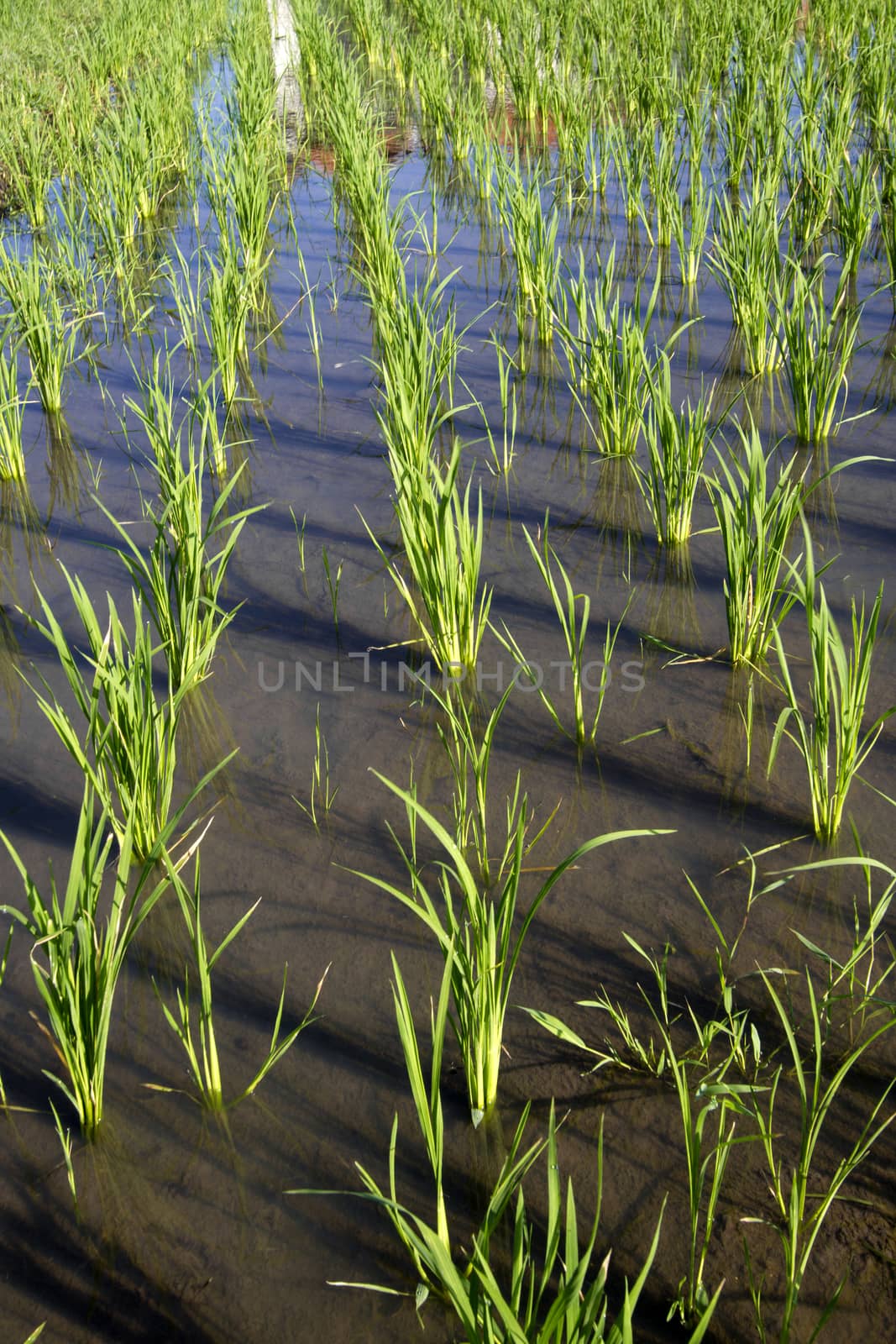 Rice Planting in Bali island, Indonesia.