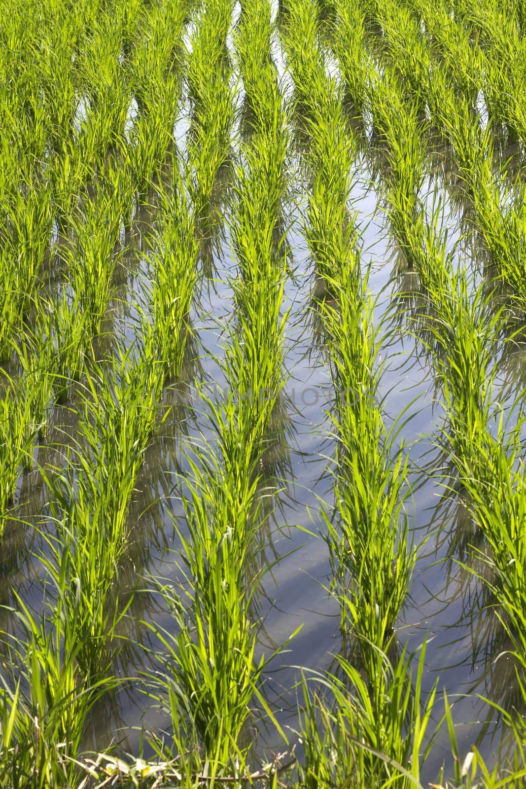 Rice Planting in Bali island, Indonesia.