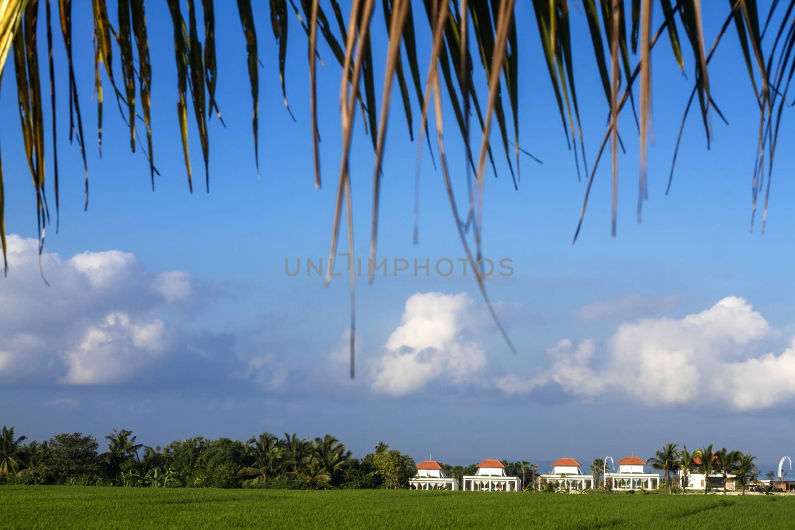 Rice Planting in Bali island, Indonesia.