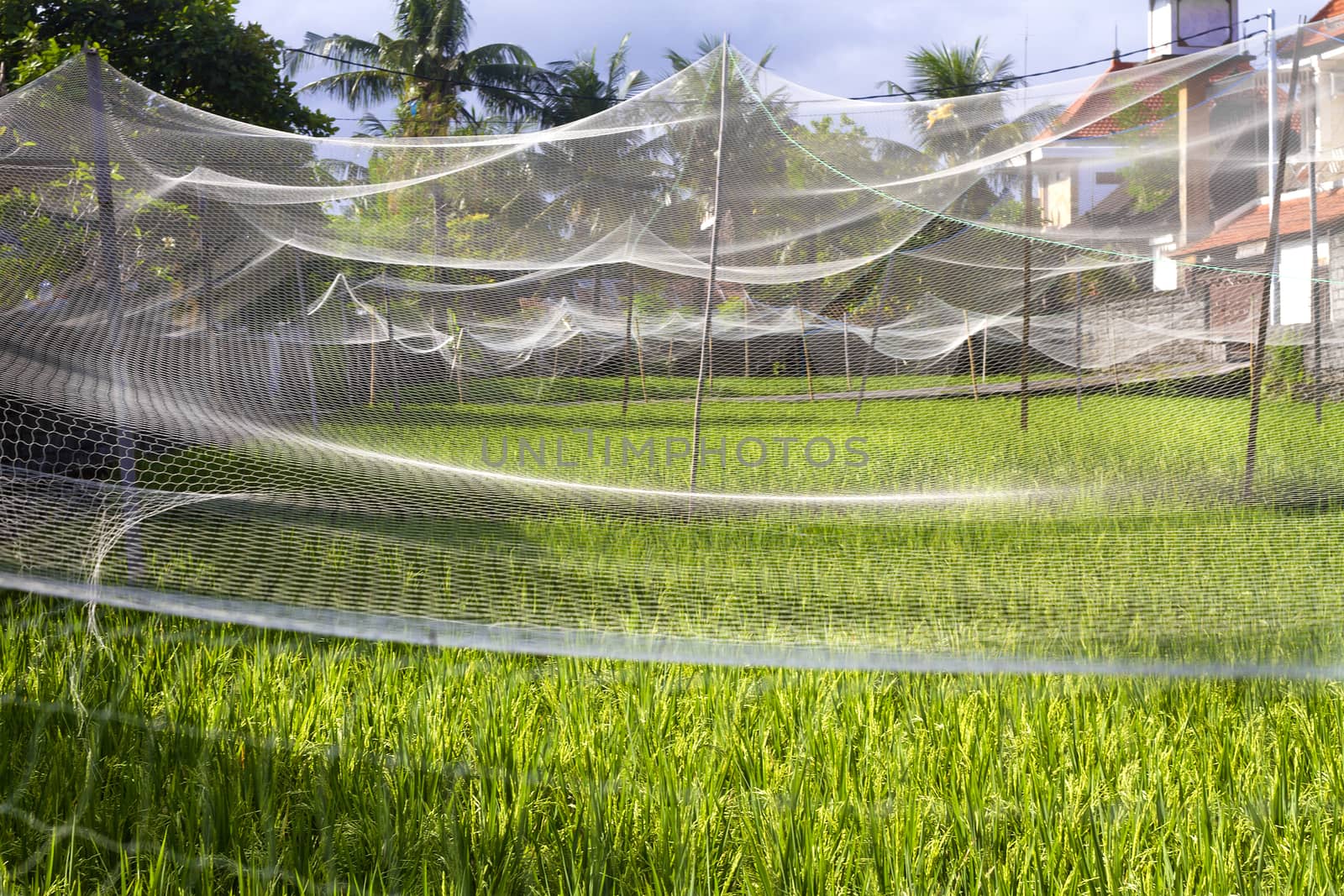 Rice Planting in Bali island, Indonesia.