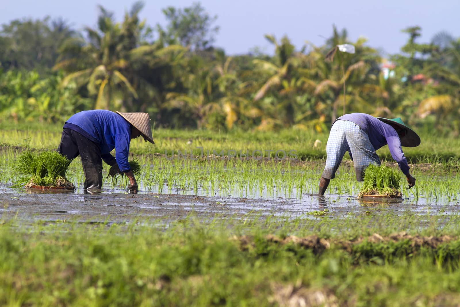 Rice Planting in Bali island, Indonesia.