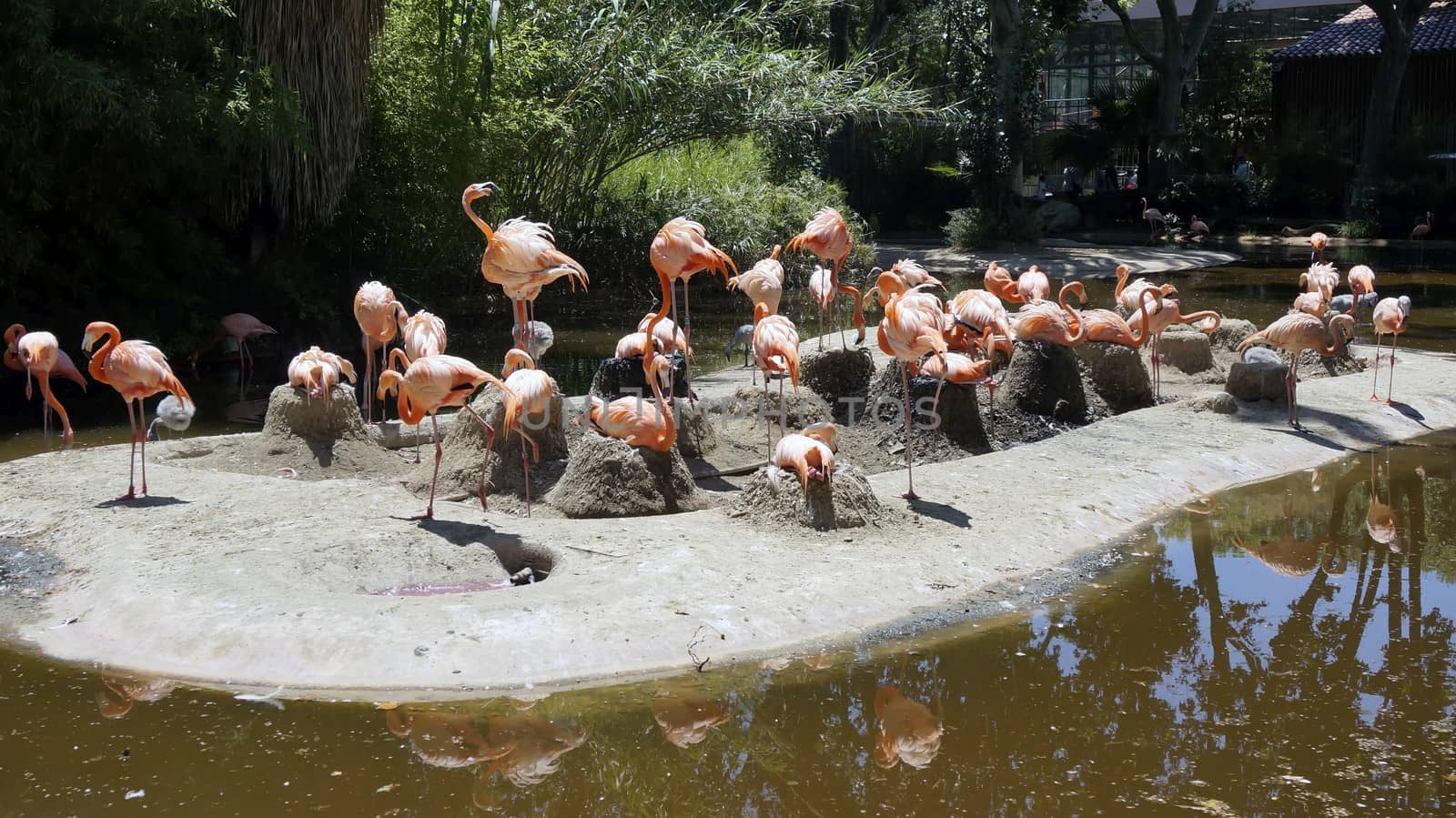 A flock of Flamingos on the island in the wild