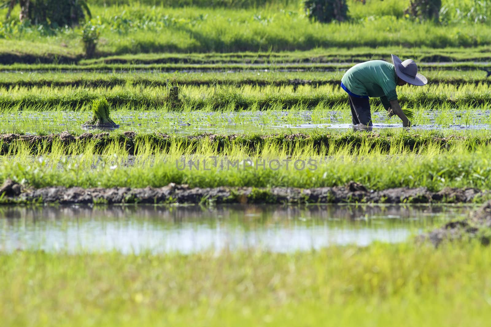 Rice Planting in Bali island, Indonesia.