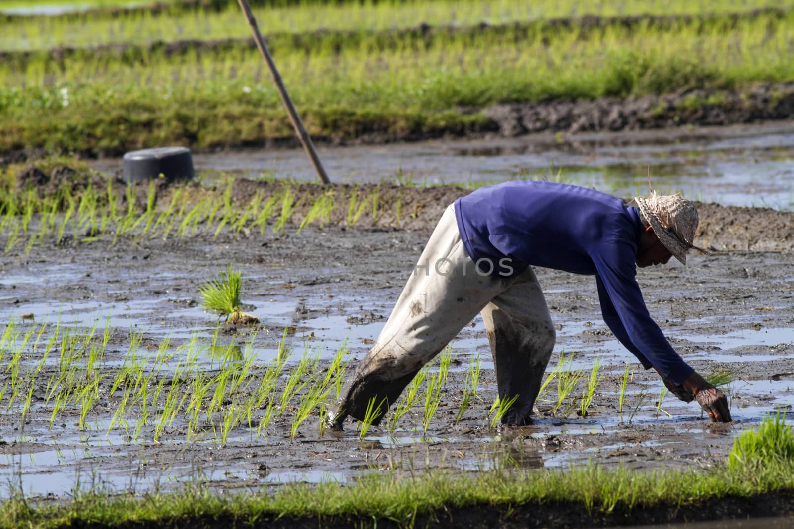 Rice Planting in Bali island, Indonesia.