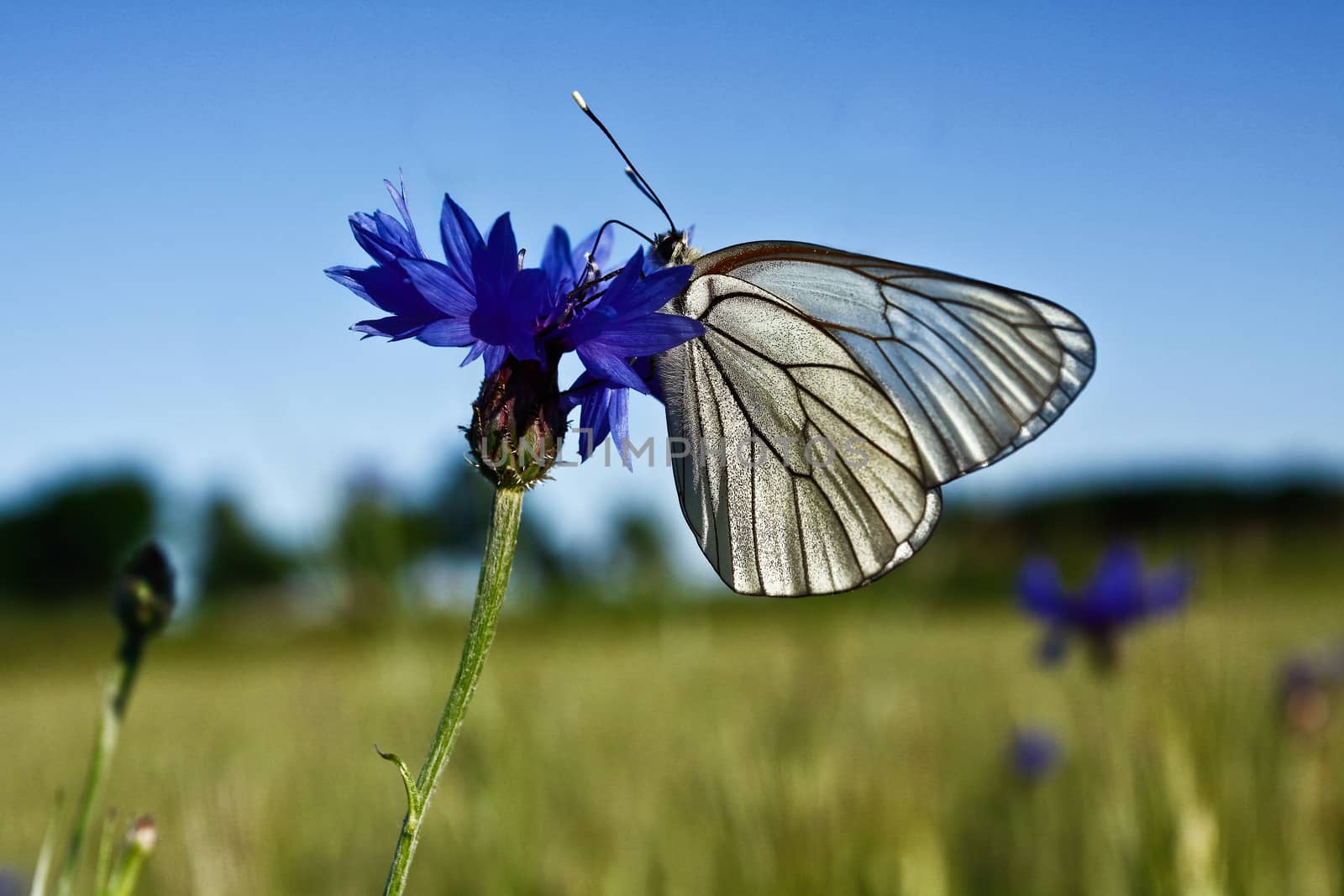 White butterfly on blue flower
