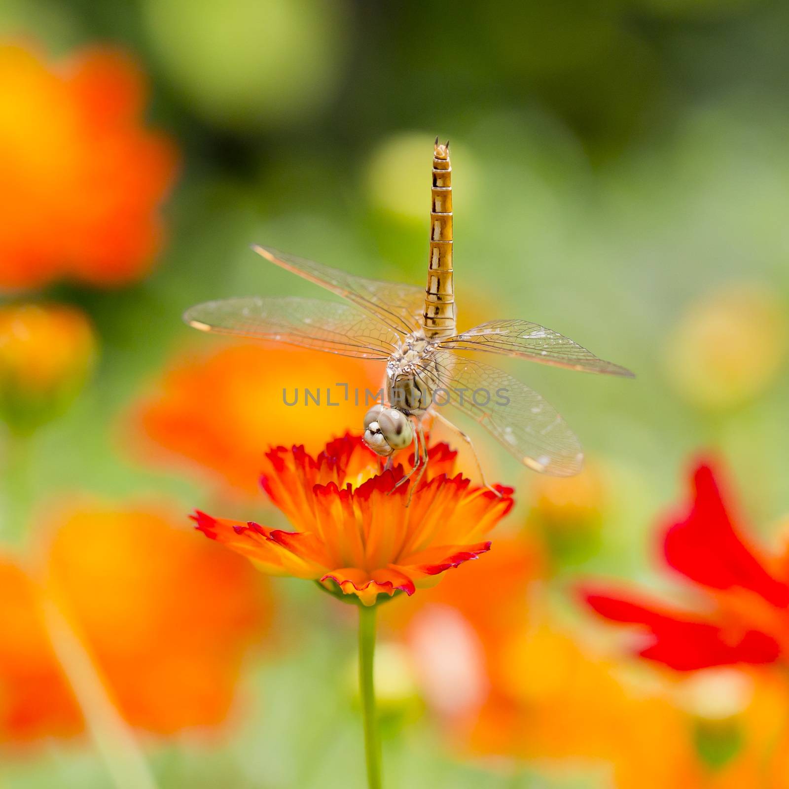 Dragonfly on orange flower with orange flowers background