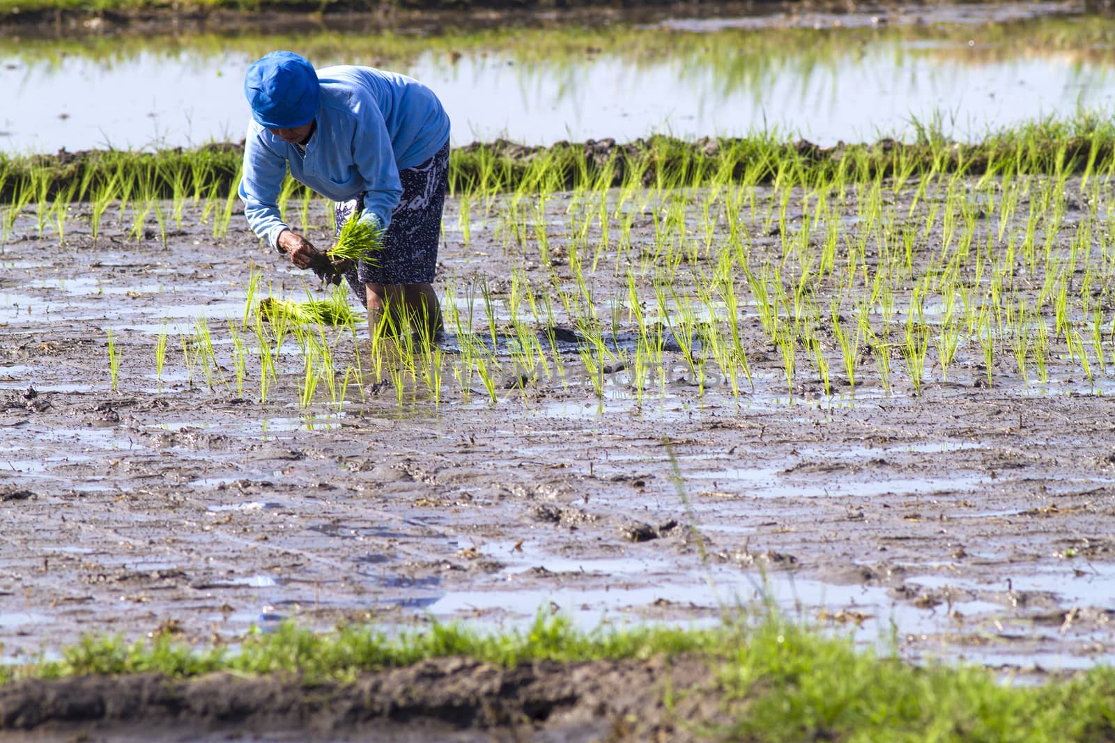 Rice Planting in Bali island, Indonesia.