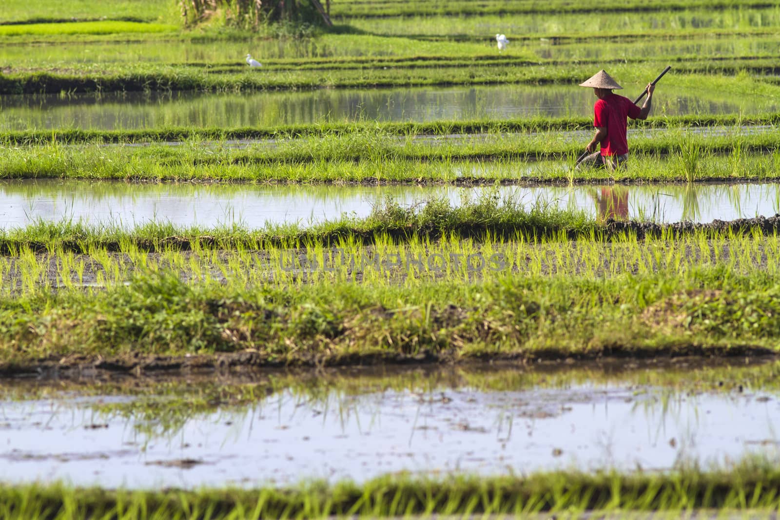 Rice Planting in Bali island, Indonesia.