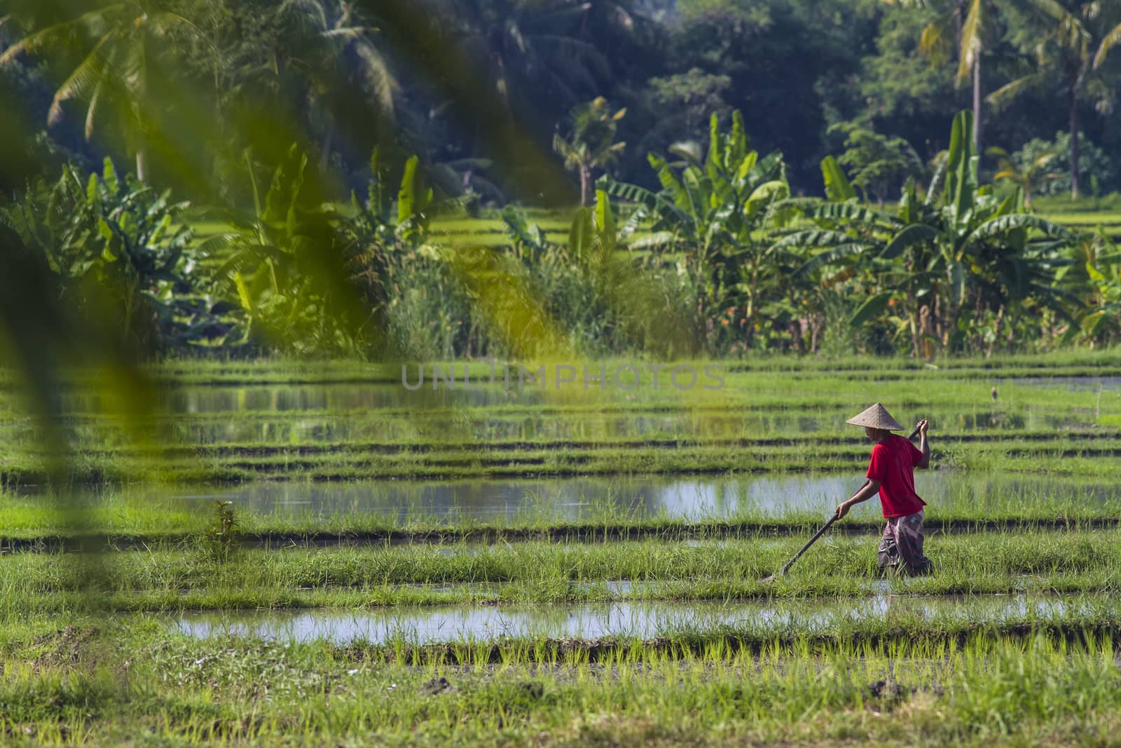 Rice Planting in Bali island, Indonesia.