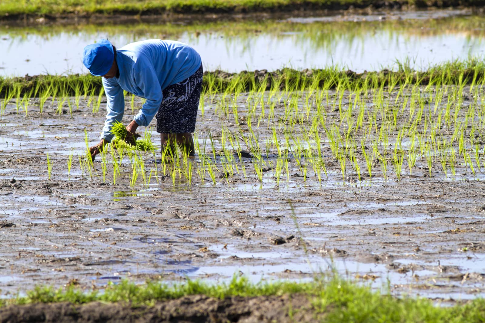 Rice Planting in Bali island, Indonesia.