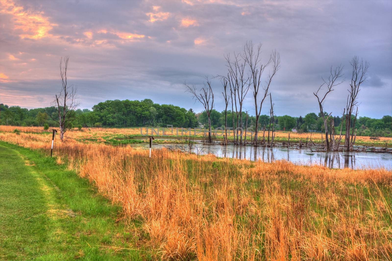 An HDR landscape of a marsh in the meadow