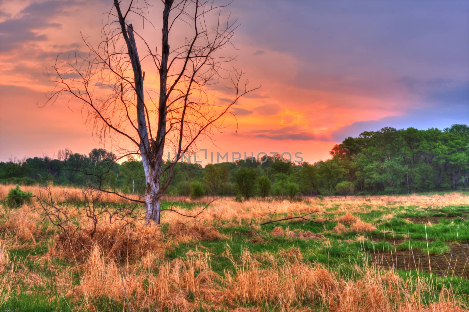 An HDR landscape of tress and a meadow in soft focus