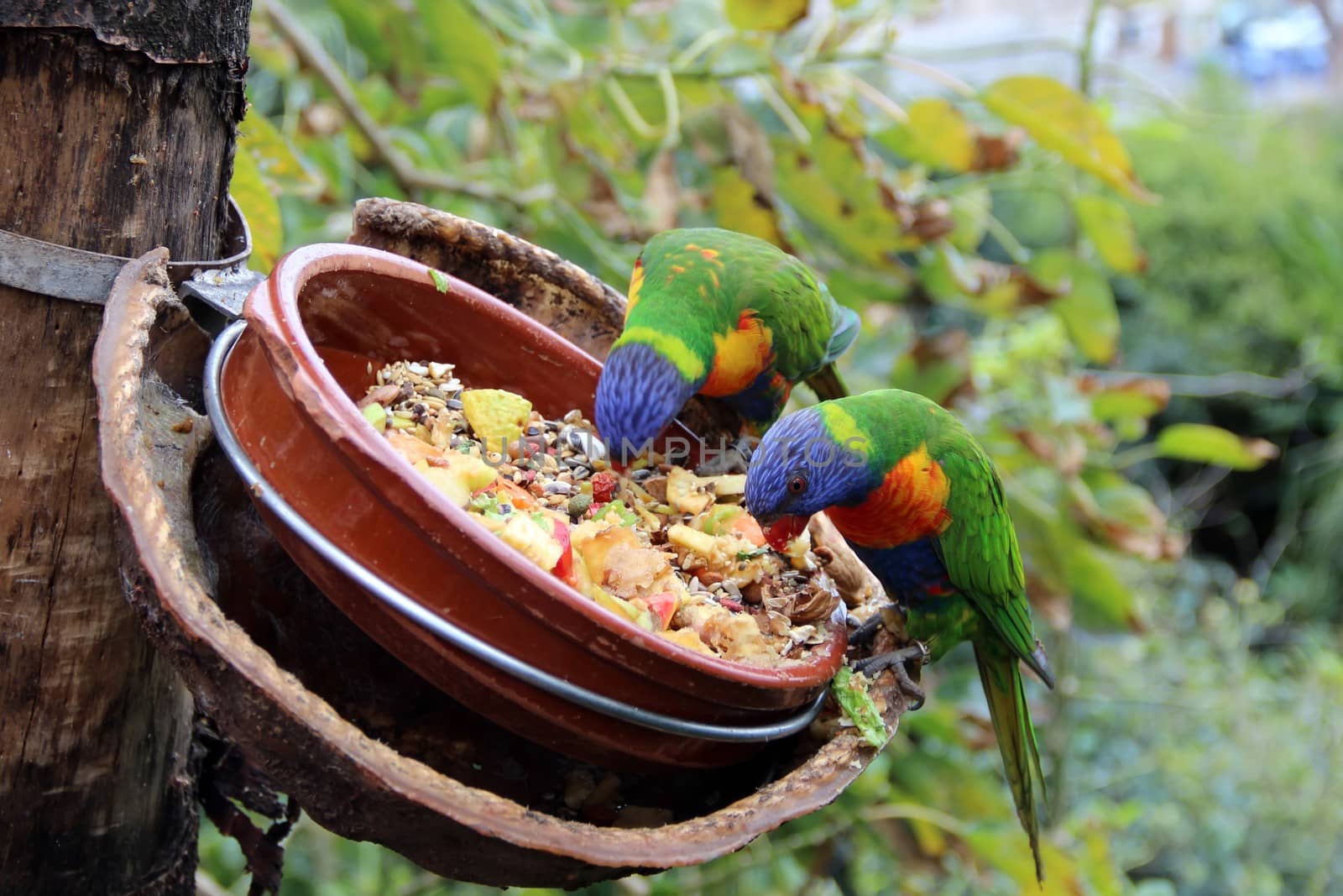 Bright Parrots eat from feeders feed. by mcherevan