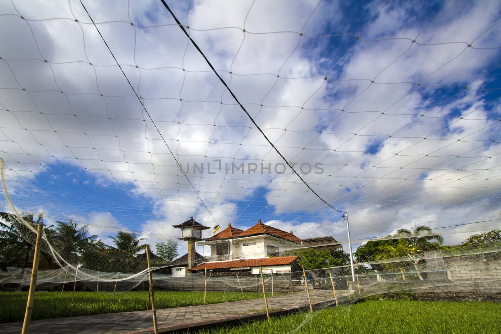Rice Planting in Bali island, Indonesia.