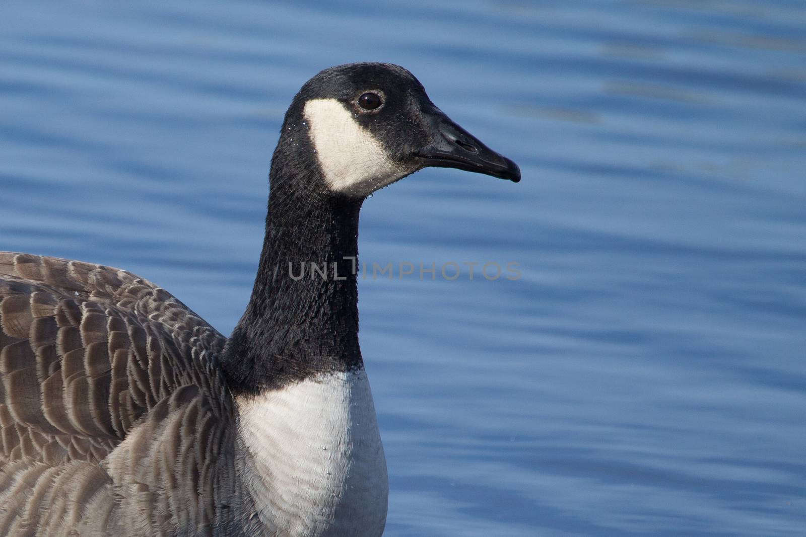 Canadian Goose swimming by Coffee999