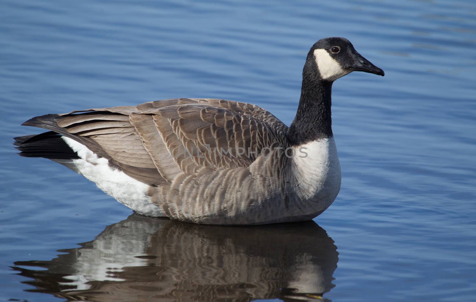 Canadian Goose swimming by Coffee999