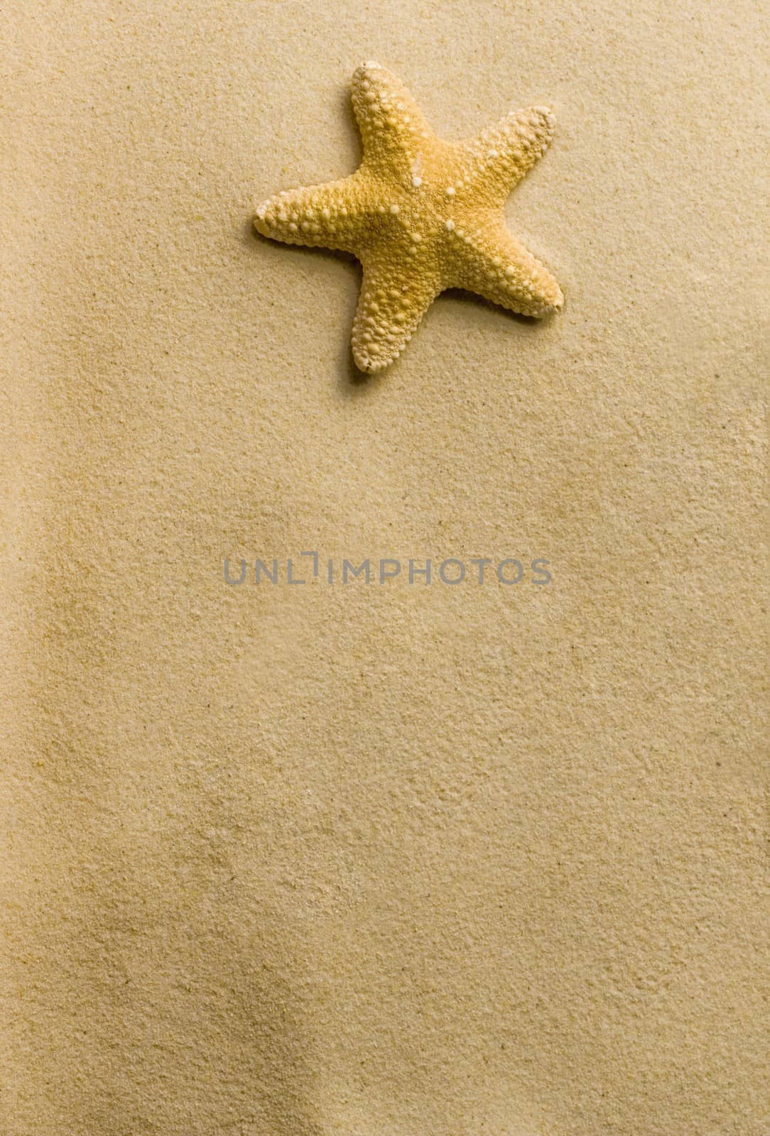 a sea star on the beach
