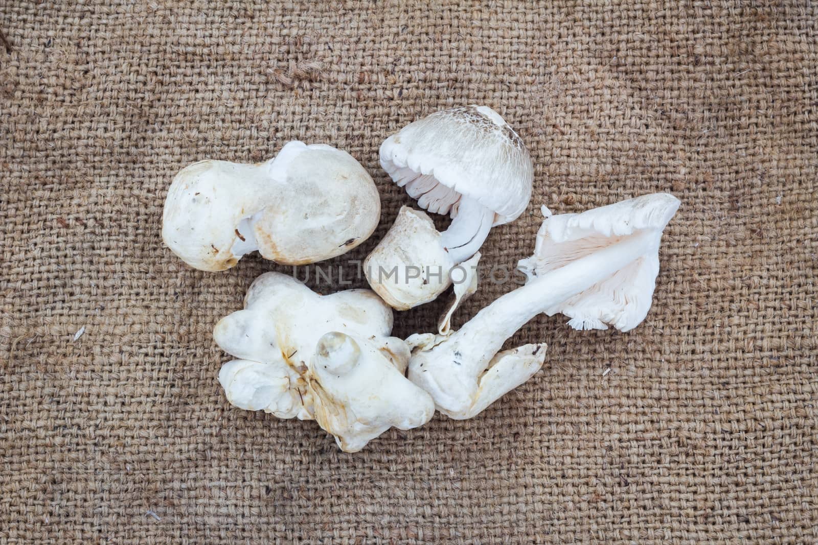 eatable mushrooms  by a3701027