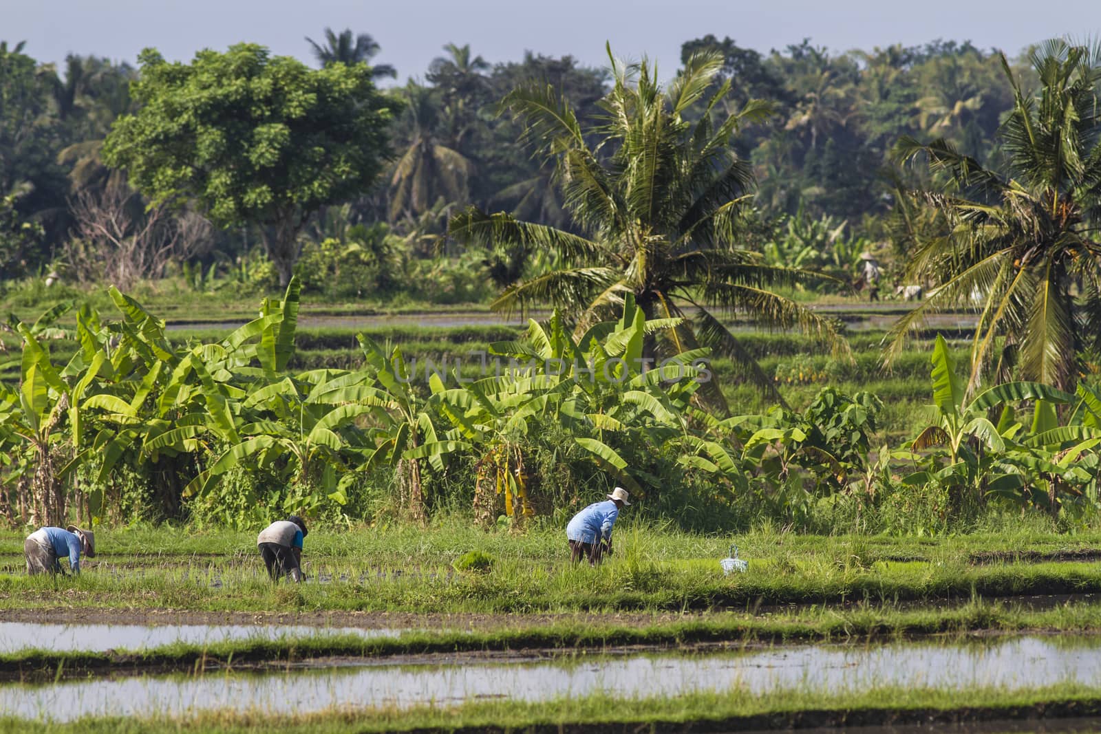 Rice Planting in Bali island, Indonesia.