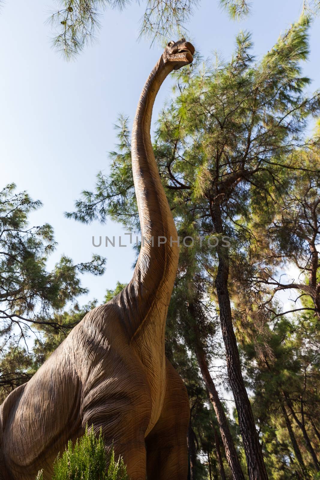 Diplodocus - prehistoric era herbivorous dinosaur walking forest