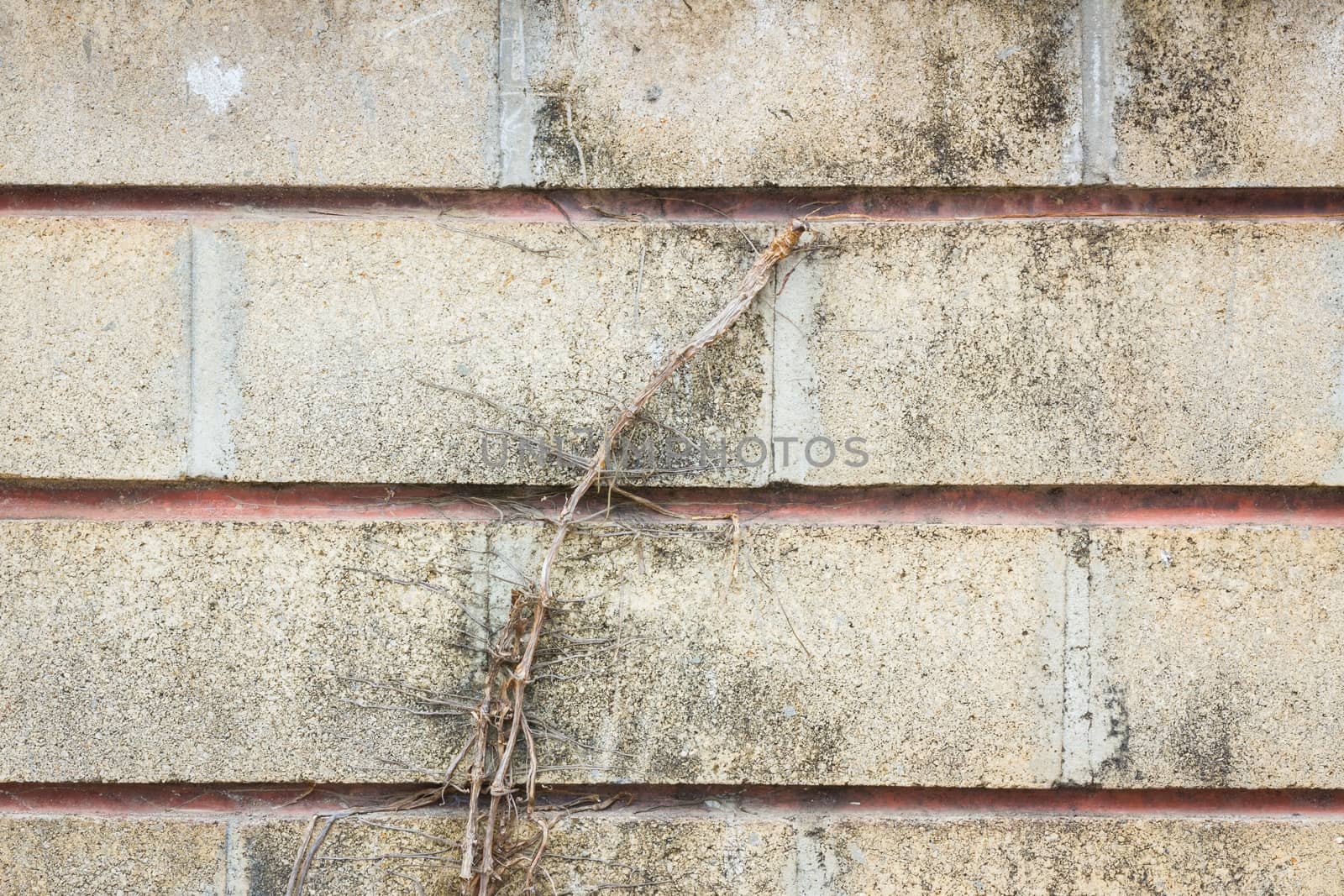 old grunge wall with tree root