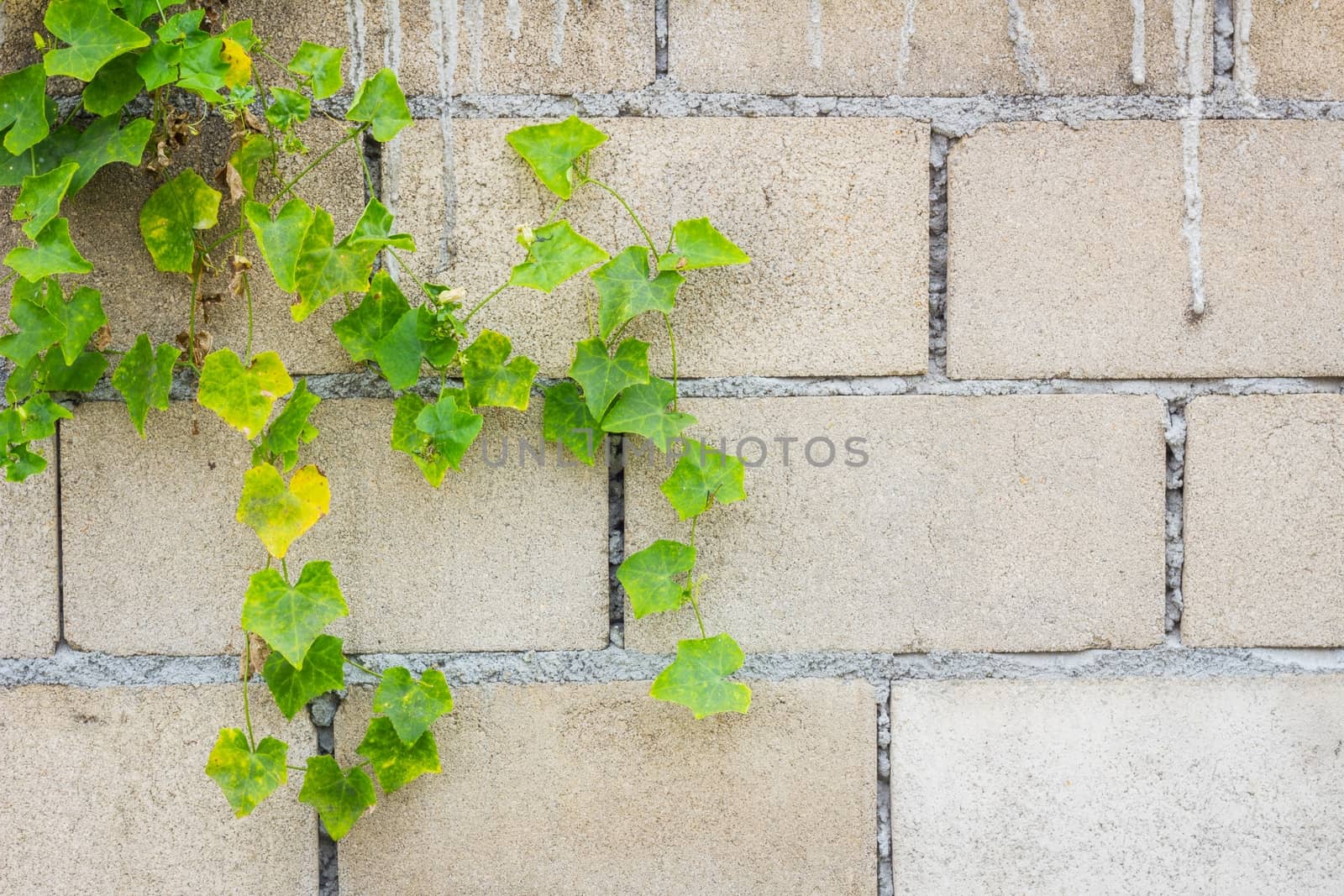 Hollow brick wall with green lvy Gourd