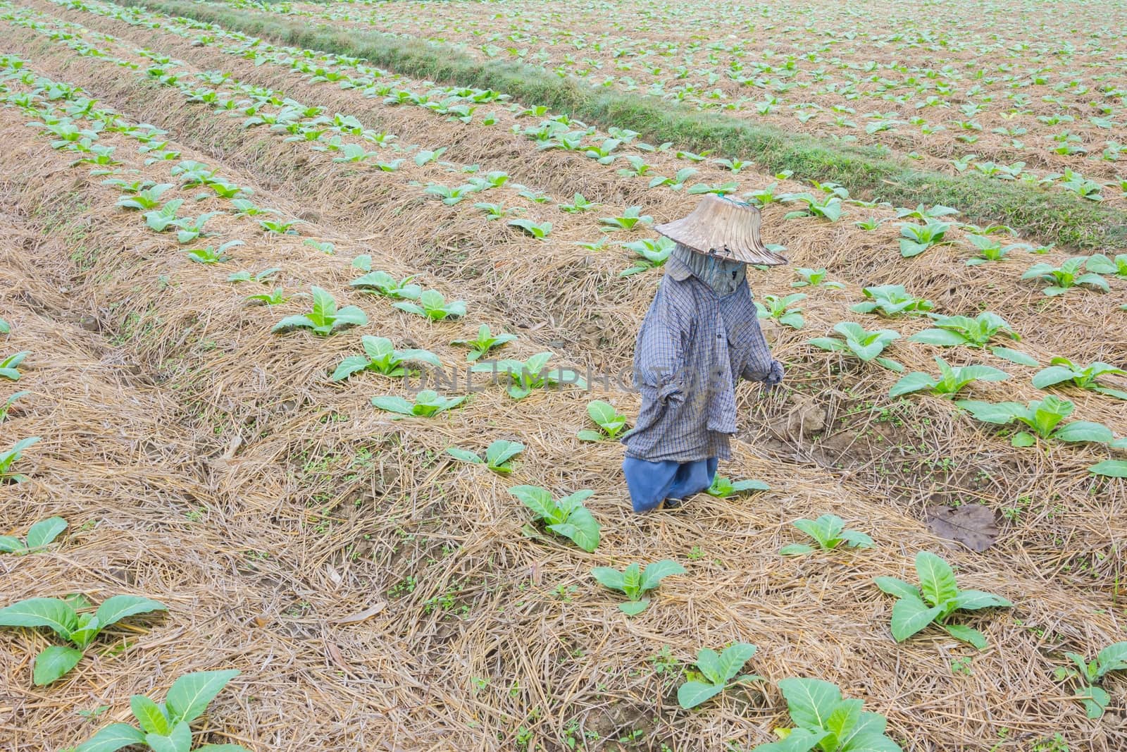 background of tobacco farm in morning, with thai scarecrow