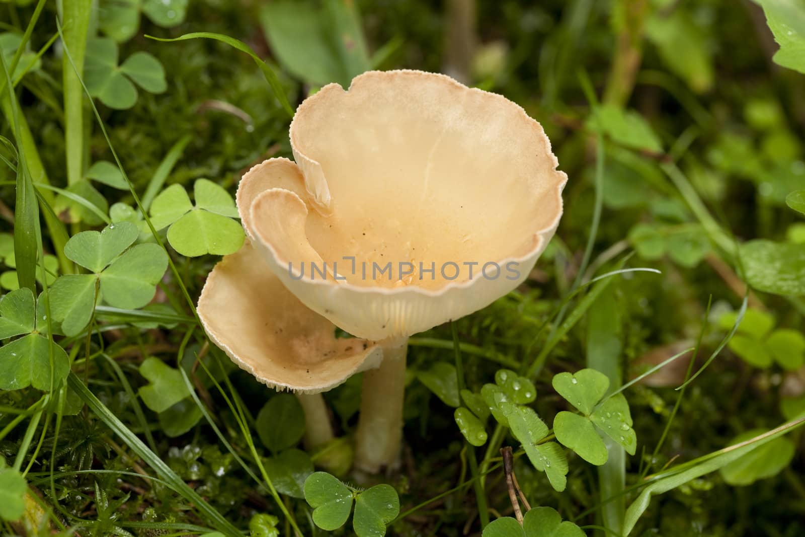 yellow inedible mushroom (Hygrophoropsis aurantiaca) in forest