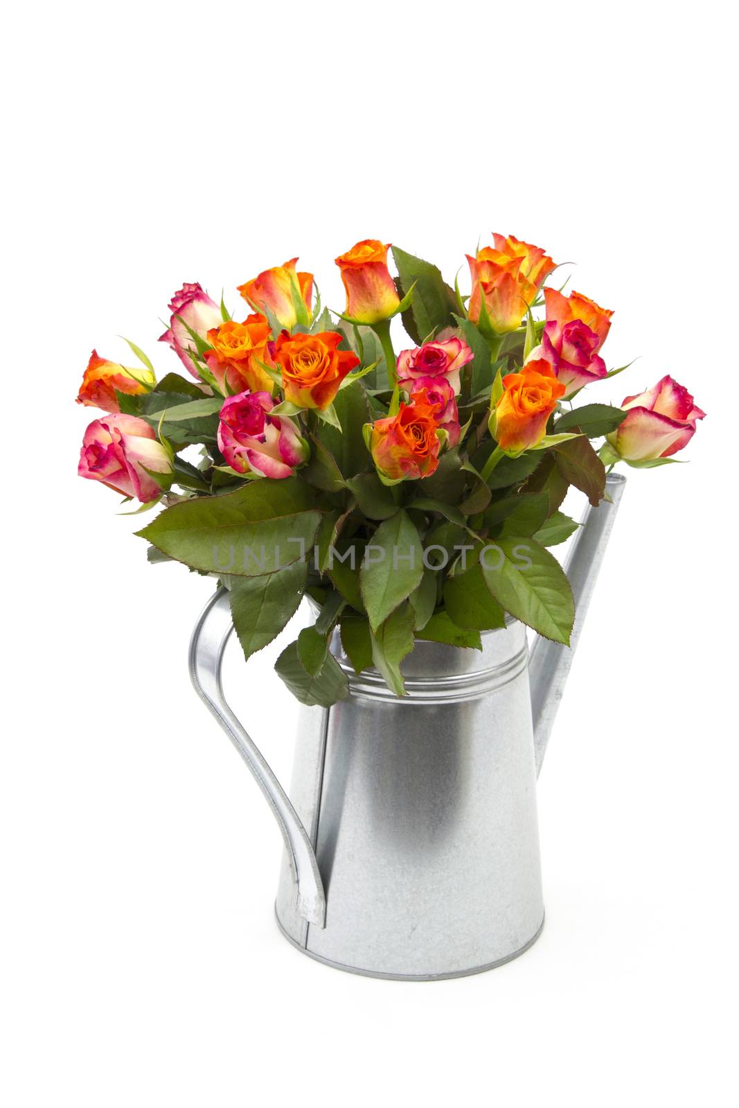 roses in a watering can on white background