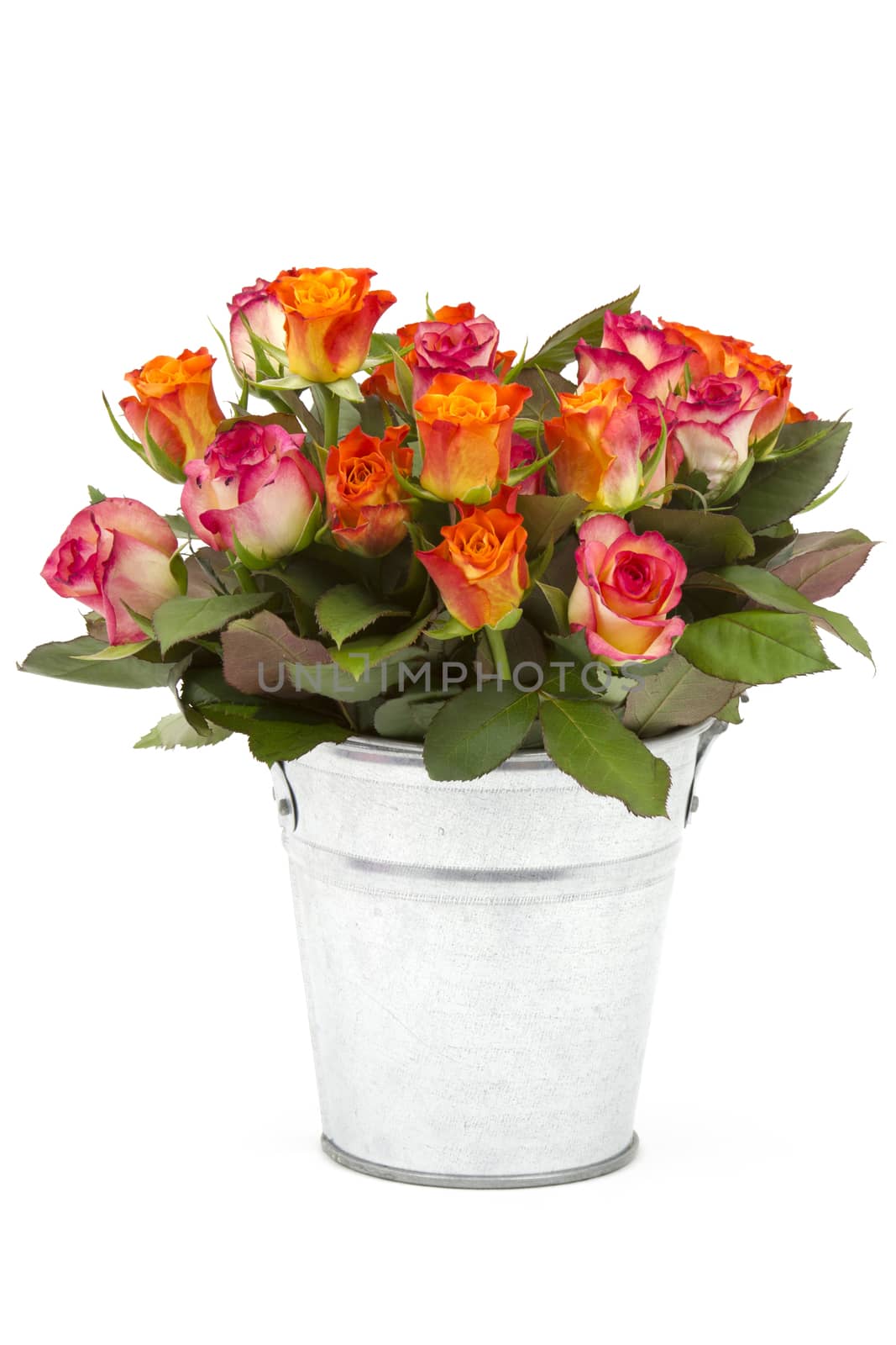 roses in a bucket on white background