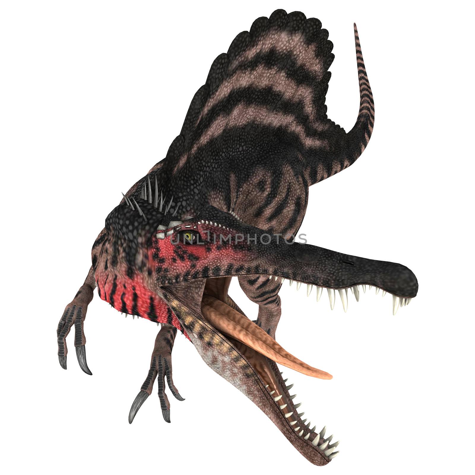 3D digital render of an aggressive Cretaceous dinosaur Spinosaurus or spiny lizard isolated on white background