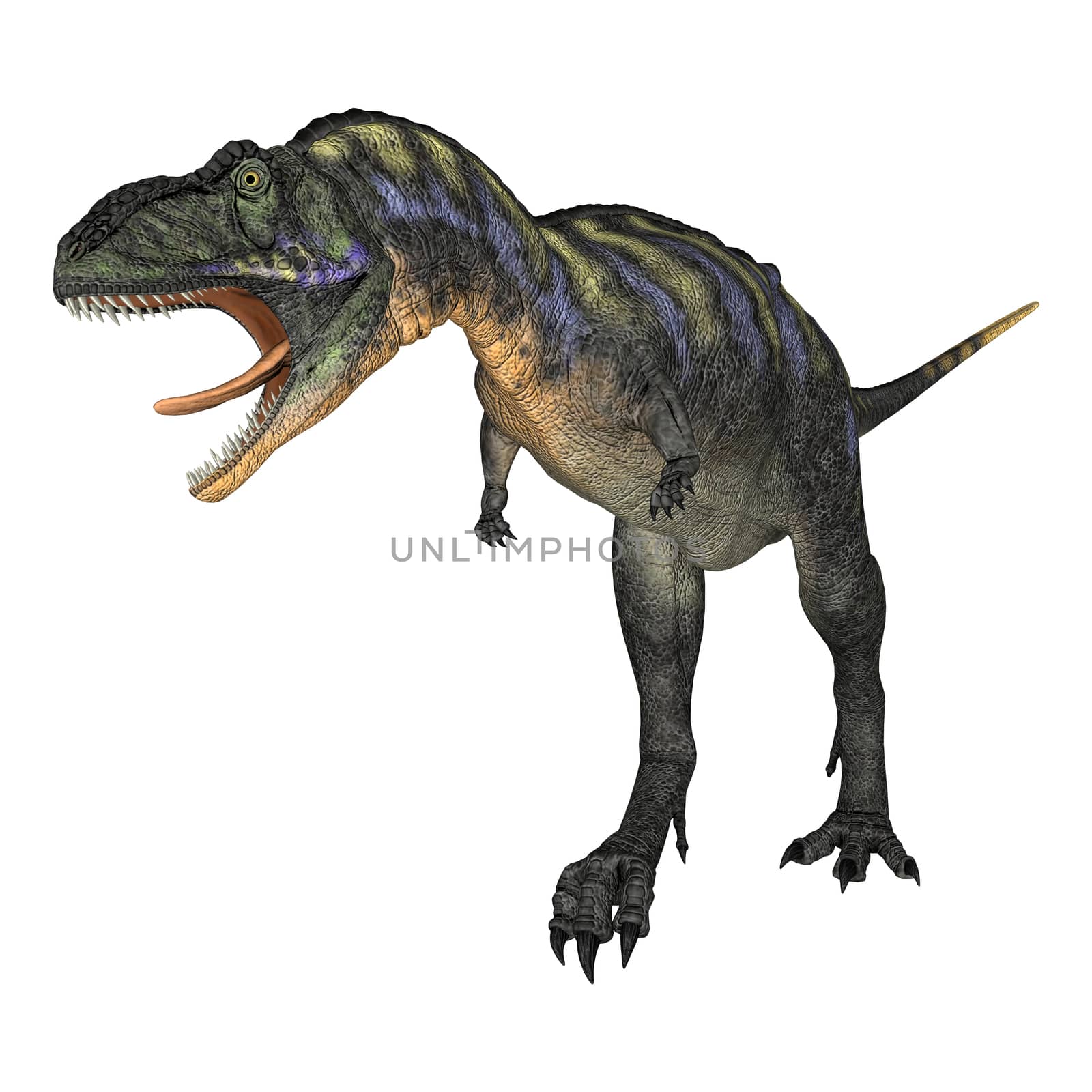 3D digital render of a walking and screaming dinosaur Aucasaurus isolated on white background