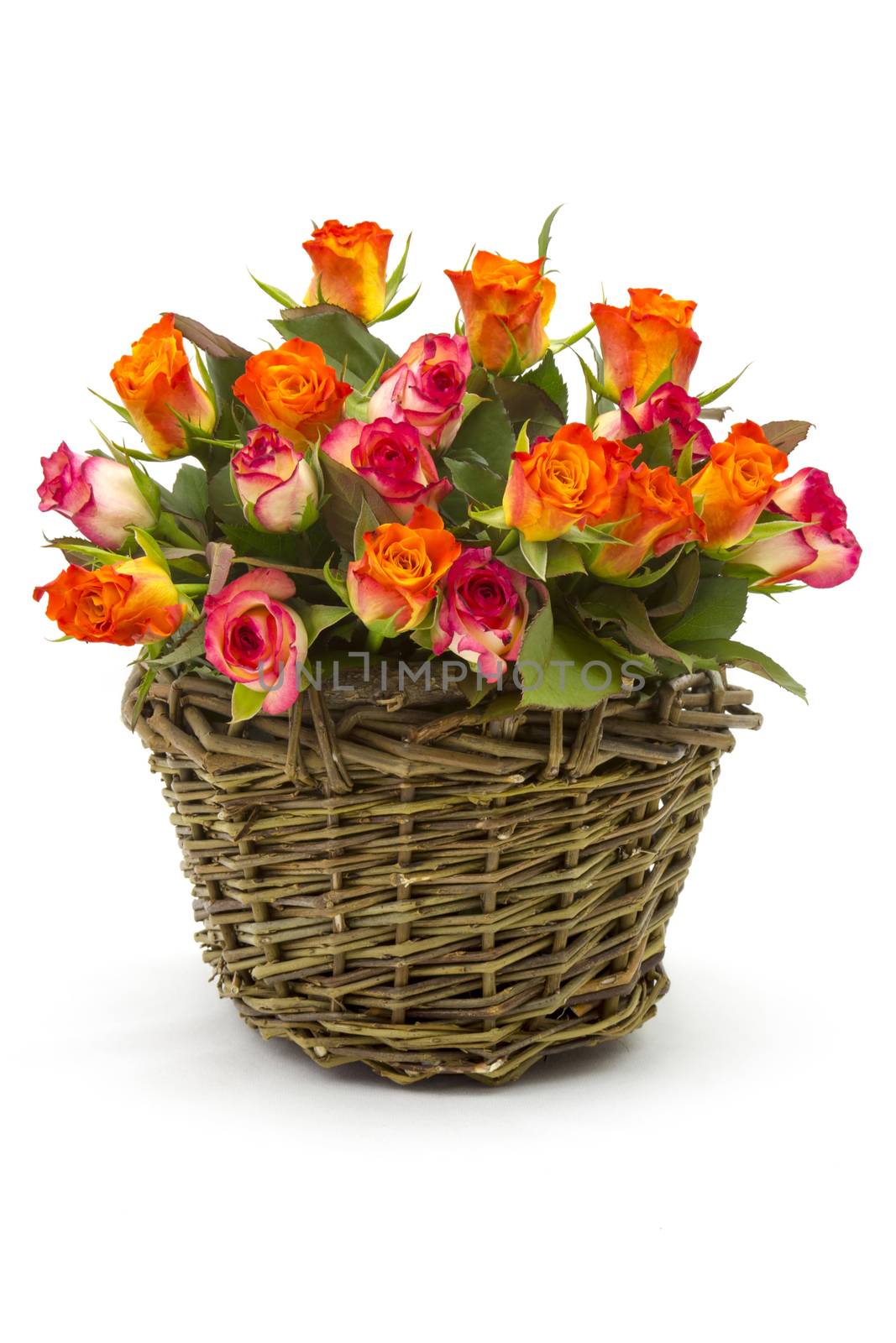 roses in a basket on white background