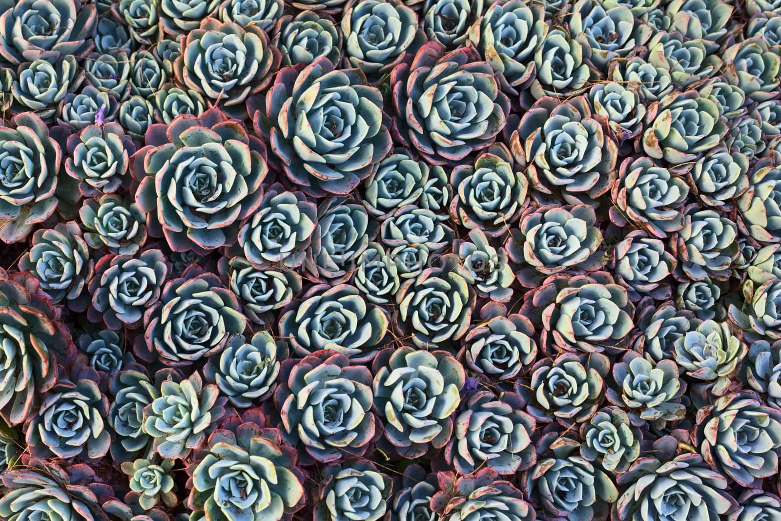 Overhead shot of common houseleek (lat. Sempervivum) succulent plants, also called liveforever and hen and chicks