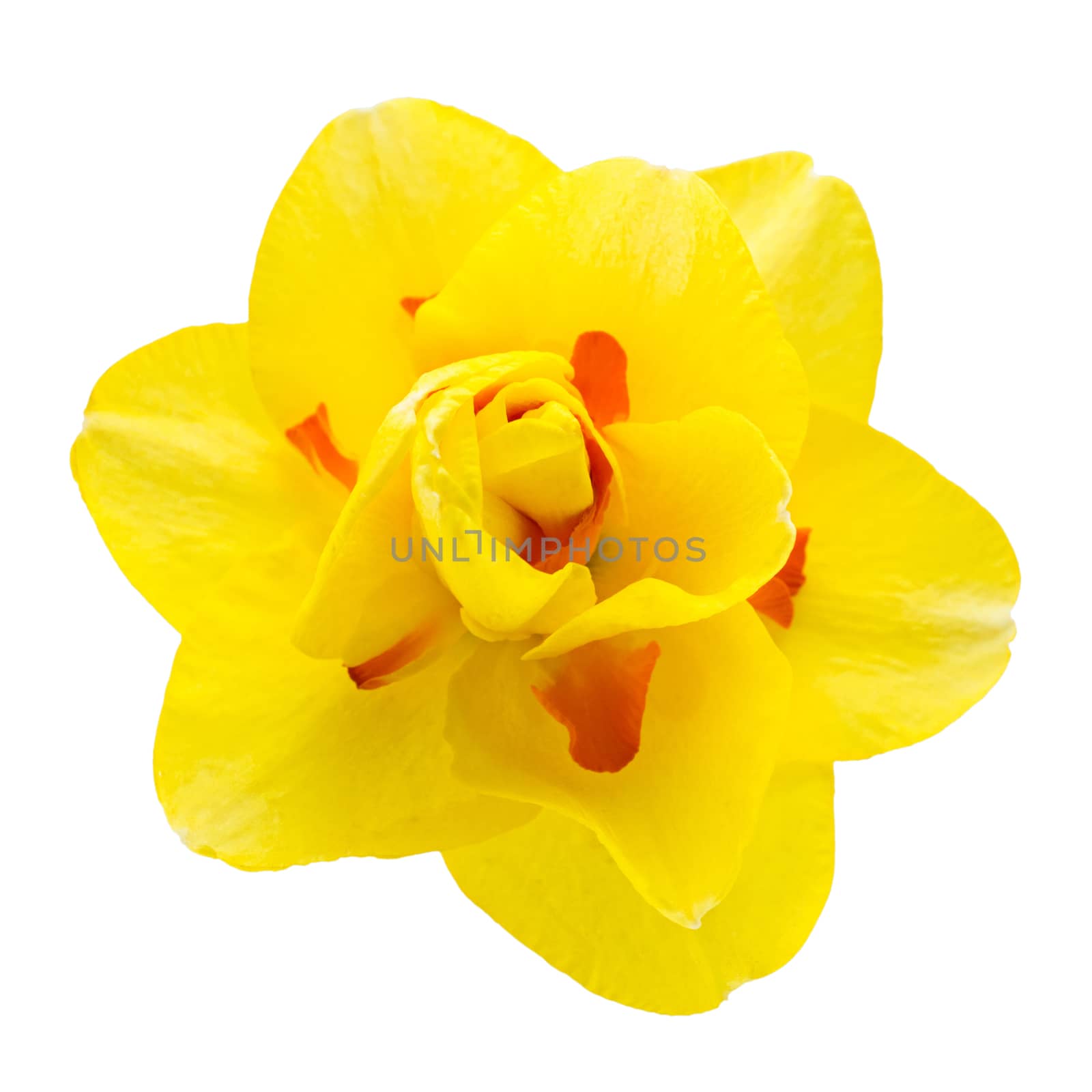 Narcissus flower isolated on a white background by hemerocallis