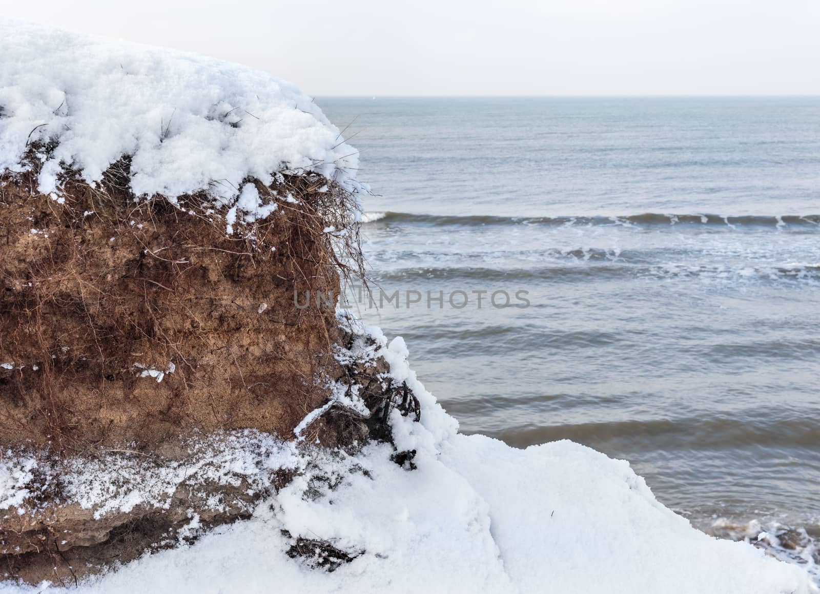 fragment of clay banks with roots in the Baltic Sea