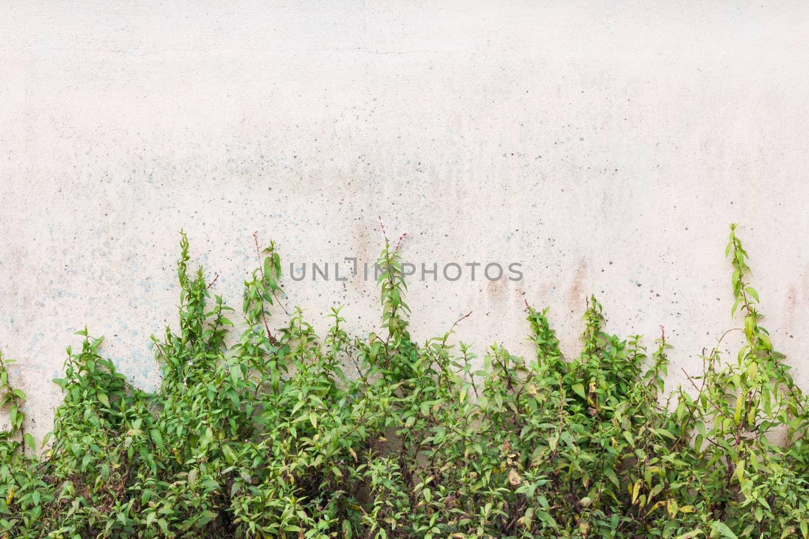 dirty grungy wall with green plants, background, space for special text