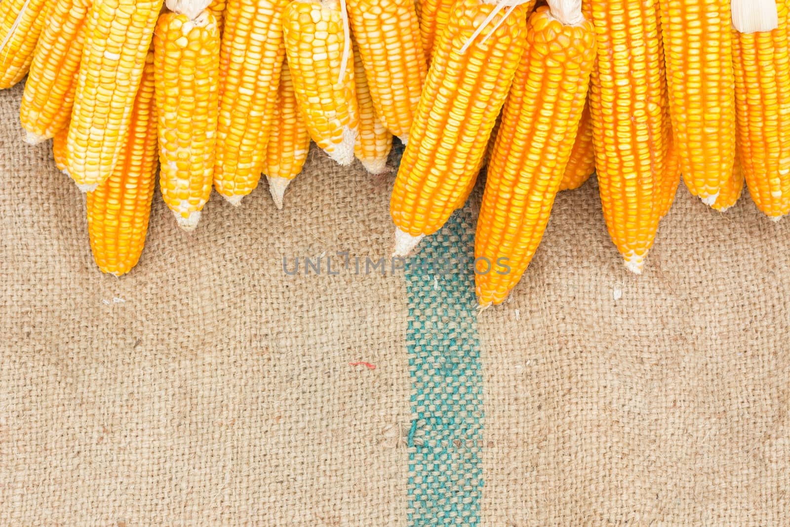 Ears of ripe corn on the gunnysack with space for special text on below, copyspace