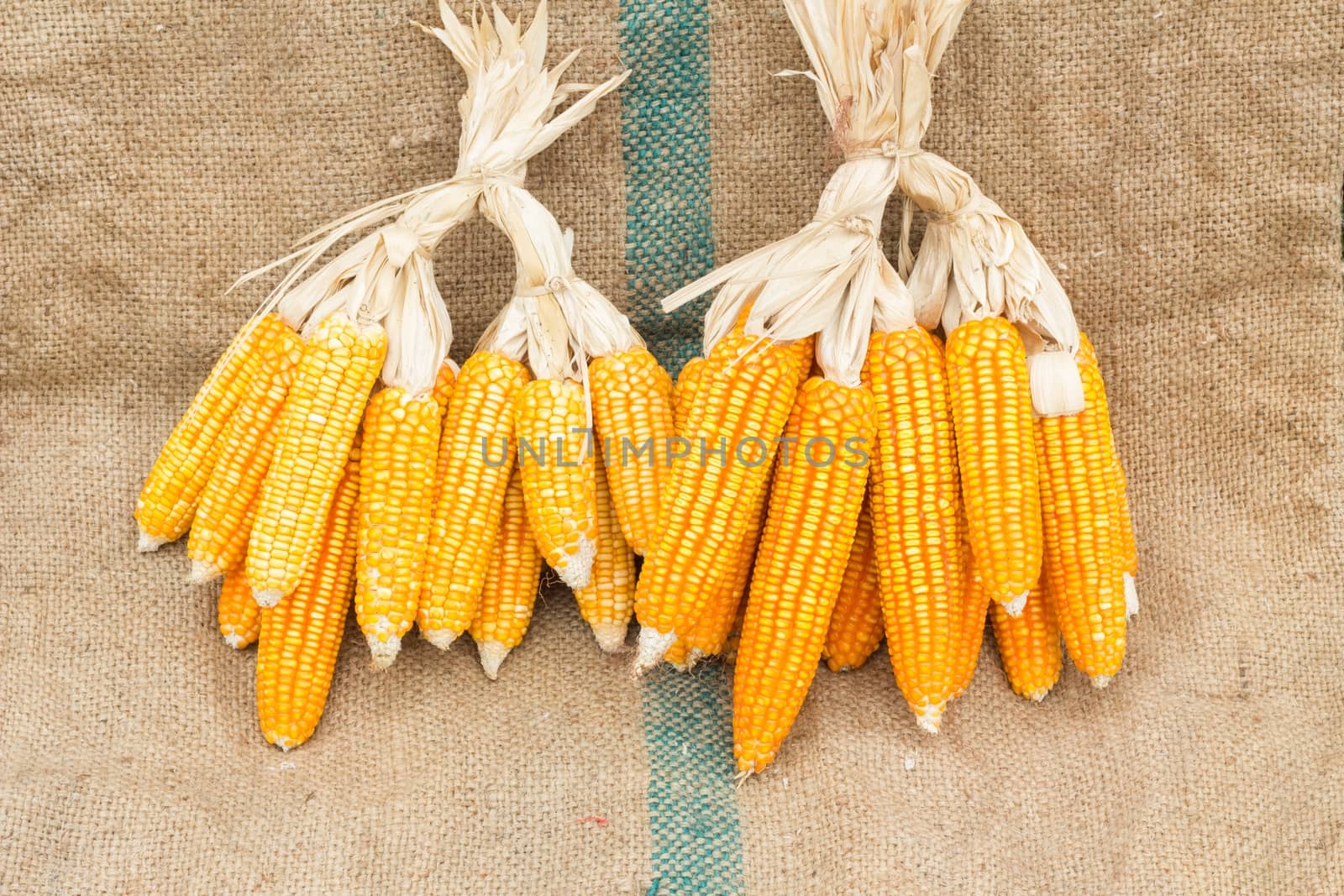Ears of ripe corn on the gunnysack